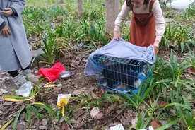 视评来了丨“放水救狗”诠释生命平等和生命至上图片