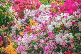 单身报名 | “五区联动·同心联谊·爱在高新·最美打卡卧虎山”青年户外草坪交友派对即将甜蜜来袭！图片