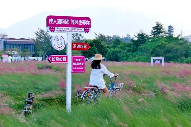 7000㎡粉黛花海+ “粉色童话世界”！深圳秋天必打卡→