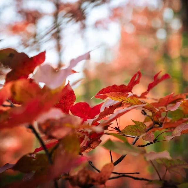 去有“枫”的地方，团风大崎山“枫”景正好！