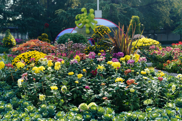 粉黛、菊展、芦苇正盛，东湖最美秋光上线！
