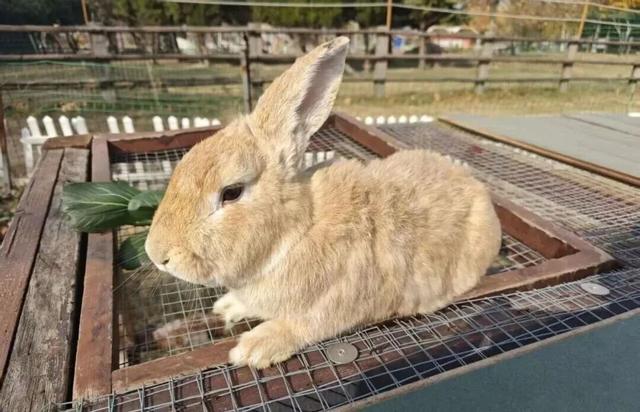 新年游玩线路：老自一条，老己一条，自己一条