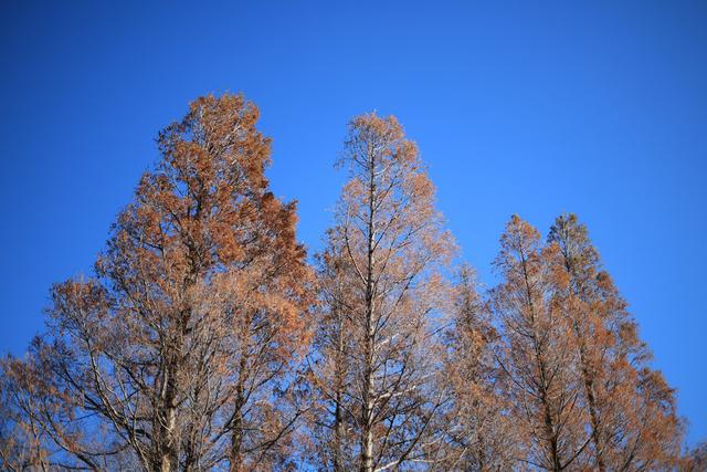 花小钱就能拥有梦幻F1.2大光圈 佳能RF45mm F1.2 STM评测