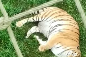 山东威海一动物园回应动物集体长胖：冬天囤积脂肪用来御寒图片