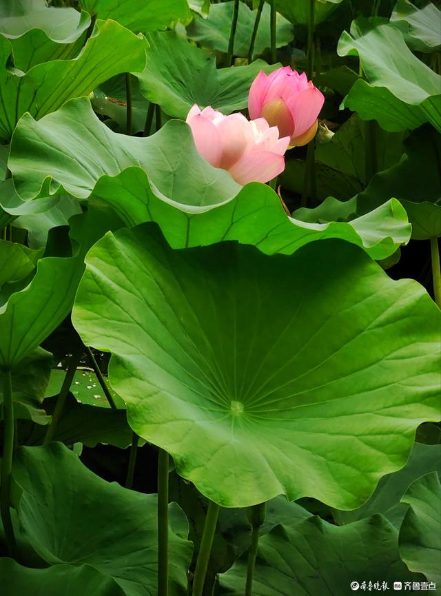 四季湖荷花盛开，千姿百态醉游人