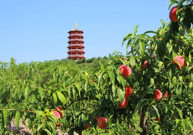 秋天，一定要来一趟潍坊安丘！
