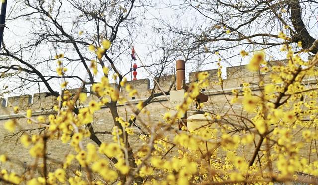 香香香香香！碑林的蜡梅开了！