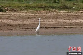 首批越冬东方白鹳飞抵江西鄱阳湖南矶湿地保护区图片