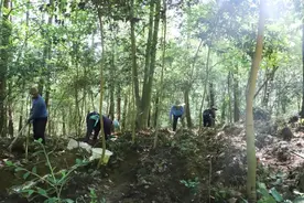 施秉地坝村：灵芝产业促发展图片