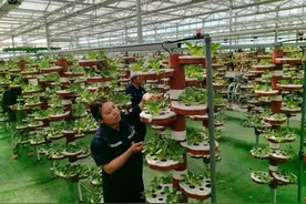 若羌：科技助力“戈壁滩”变身“菜篮子”图片