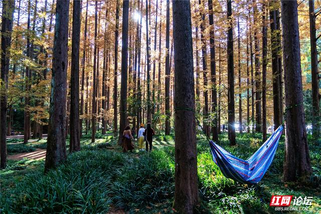 【每日一图@湖南】刷屏预警！靖州排牙山千亩水杉林绝美上线
