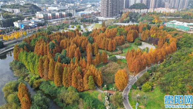 这含“金”量，不摆啦！贵阳的秋天，谁懂？