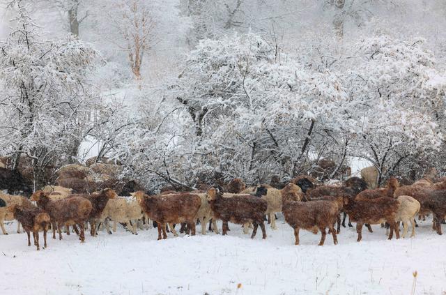 疆山如画丨雪花纷飞 那拉提披上银白盛装