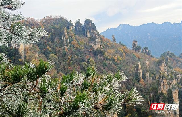 张家界天子山景区迎入冬首场雾凇 彩叶雾凇相映成画醉游人