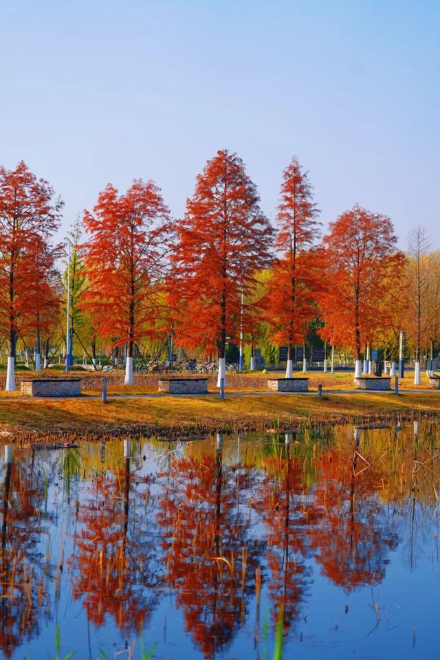 松滋冬日限定“红”，就在稻谷溪