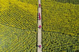 油菜花烂漫醉游人图片