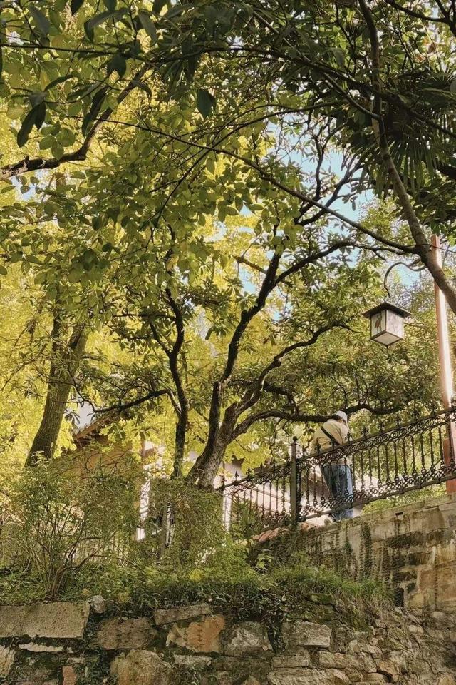 武昌赏秋天花板！这条被推荐100次的山路，迎来最美时刻