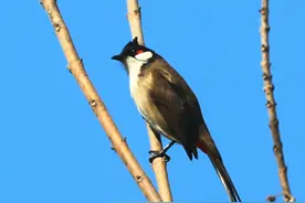 南京东郊红耳鹎发型酷炫、自带腮红图片