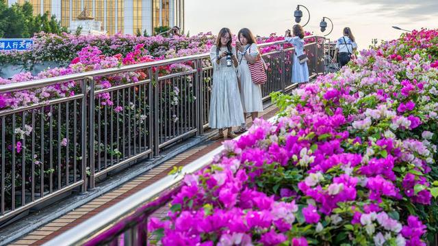 闽冬绝色，一场流动的盛宴🌺🌸❄️