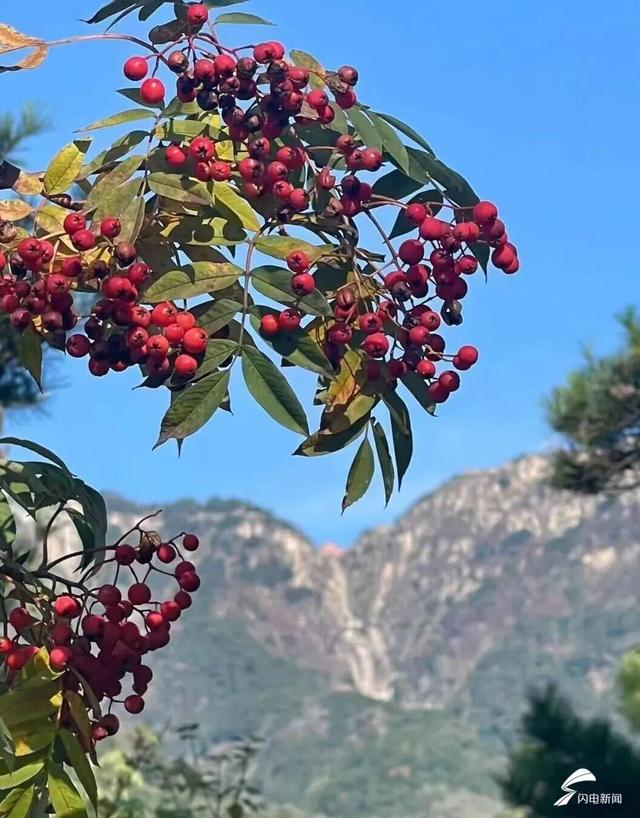 组图丨泰山秋韵：当云海吻过山林 是独属于十月的浪漫