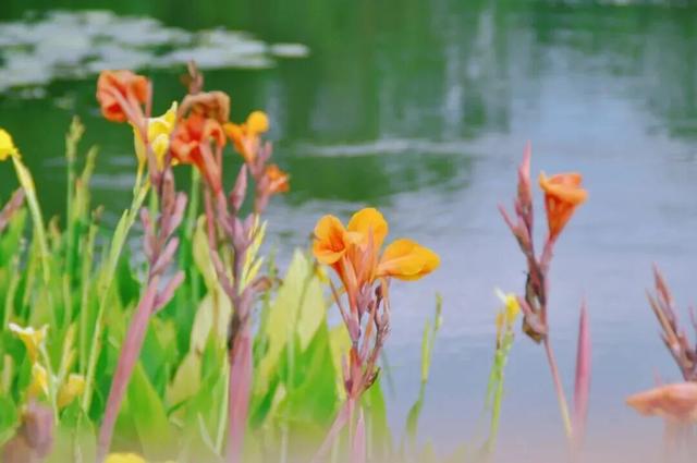 四季流转，青浦这座公园的颜值从来不掉线！