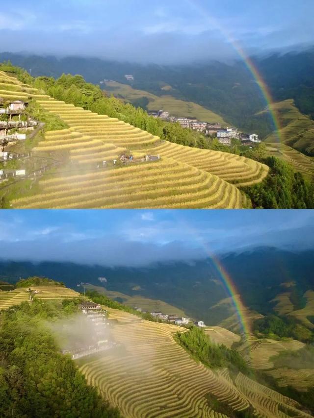 稻浪翻金，这是桂林最治愈的调色盘，在稻田里把日子过成诗