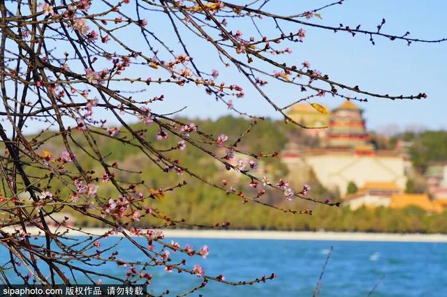 太惊喜！北京第一波蜡梅开啦！就在——