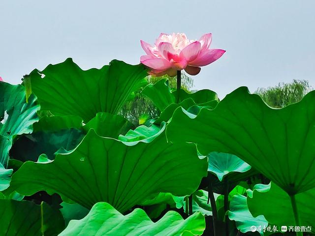 四季湖荷花盛开，千姿百态醉游人