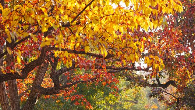 醉美金秋！一起邂逅什川古梨园的百年浪漫！