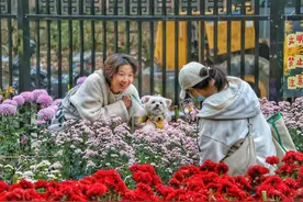 【高清组图】霜染菊花肥 贵州省植物园菊花展游人如织图片