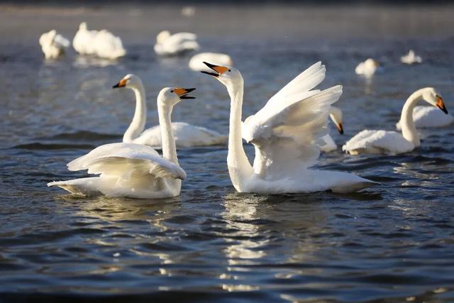 预告！12月11日央视新闻频道将在天鹅湾直播！