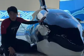 上海一海洋公园急招3名全职“虎鲸搓澡工”，月入过万！图片