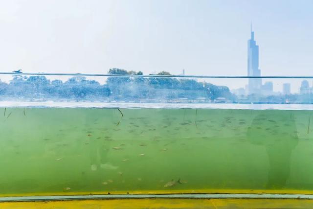 传疯了！玄武湖“大鱼缸”来了