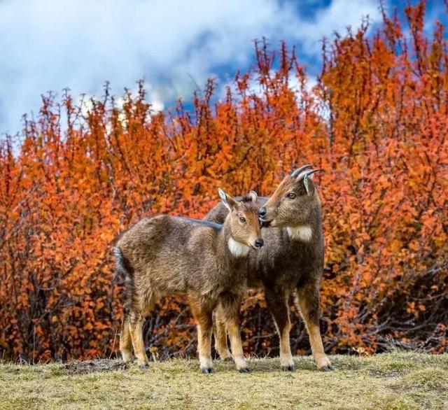 科考旅行｜秘境山南生态考察报名