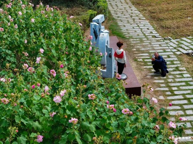 它开了！福州这份冬日浪漫藏不住啦！