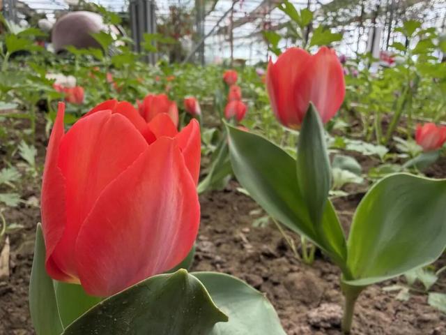 开了，开了！呼和浩特顶流回归！近万株齐绽放，第一波市民已经被惊艳到了！赶紧通知家人！附具体地址