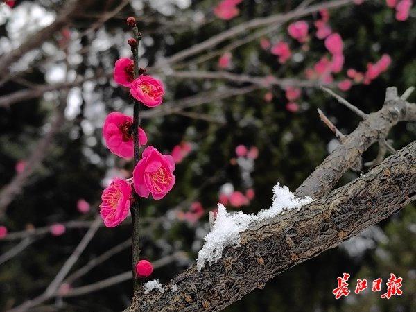 踏雪寻梅，武汉公园美出圈