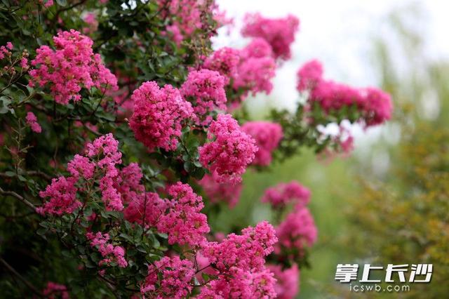 烈士公园：紫薇花绽放开出热烈和浪漫