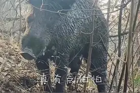 男子上山放羊遇大型野猪，回应：多次碰见，野猪曾偷吃羊羔，只能驱赶避让图片