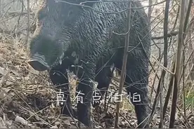 男子上山放羊遇大型野猪，回应：多次碰见，野猪曾偷吃羊羔，只能驱赶避让图片