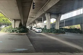 晨意帮忙丨长沙一路口绿植太高遮挡视线，司机称曾目睹多起事故，园林部门：会修剪降低图片