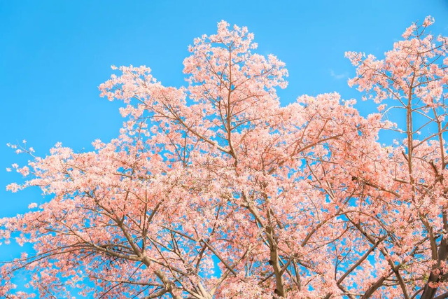 全城“粉”了！地铁直达→