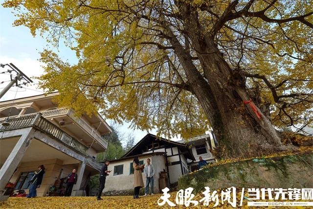 正安:初冬银杏“换装”引客来
