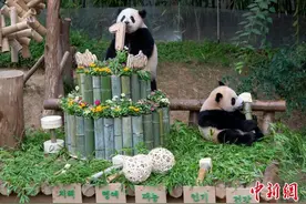 旅韩大熊猫双胞胎“睿宝”“辉宝”举办周岁庆生活动图片