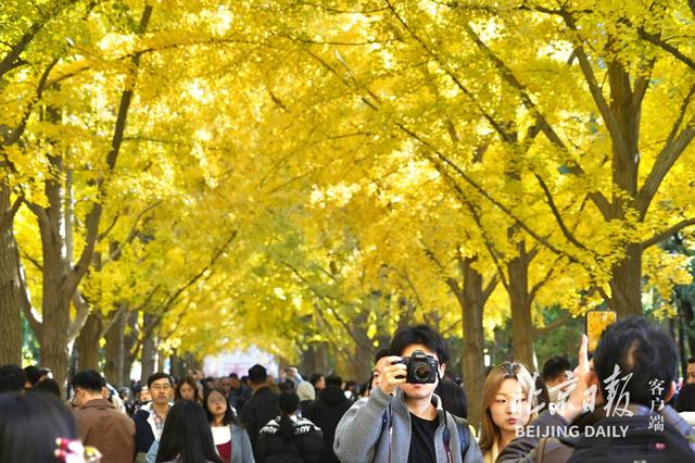 拥抱秋色！地坛银杏大道游人如潮