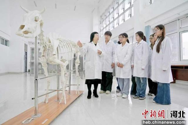 河北冀南新区：精准培育技能工匠 打造产教融合新高地