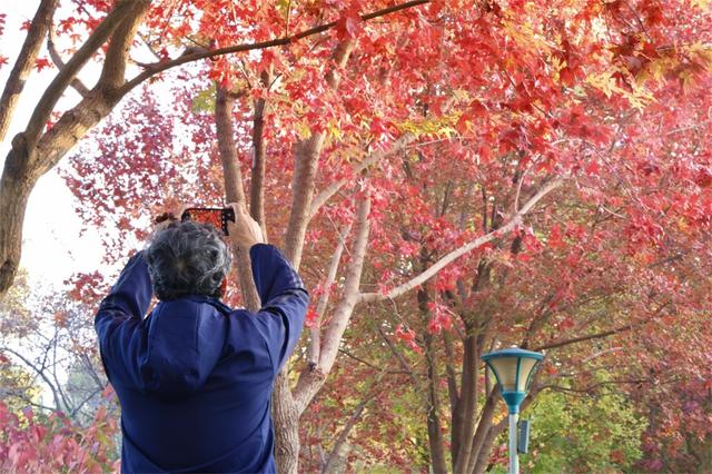 彩叶变色率超85%，玉渊潭公园推出四大赏秋打卡点位