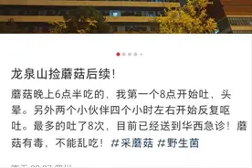 成都网友在龙泉山捡野菌吃进急诊，农业专家：采摘图鉴不靠谱图片