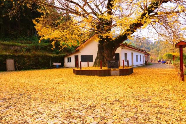 层林尽染，走进保康的秋日诗篇！