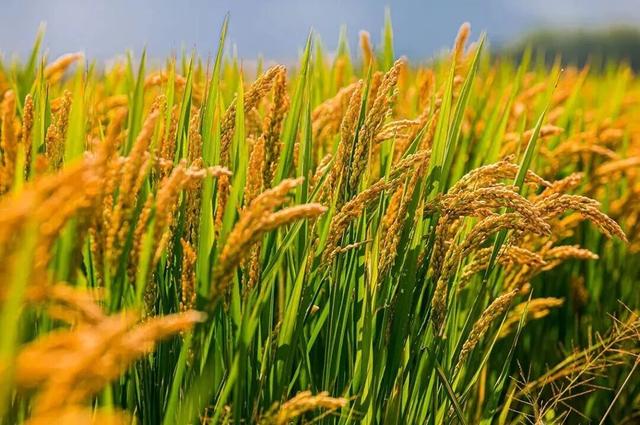 现在的宜兴，已经美成这样了……